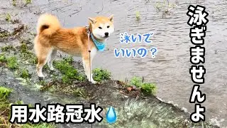 用水路冠水に対する柴犬水泳部の対応が個性的でした！