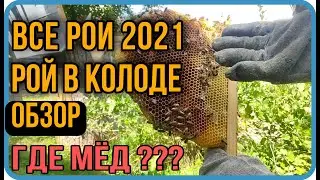 Рой в колоде|обзор|все рои 2021|где мёд?|нужен совет пчеловодов