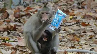 Mother monkey drinking milk 🍼 for newly baby monkey #monkey #animal #fyp #love #foryou #foryoupage
