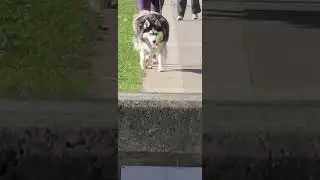 the cute husky