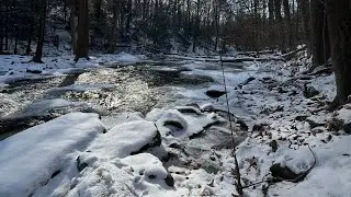 Wild Winter Browns | Nj