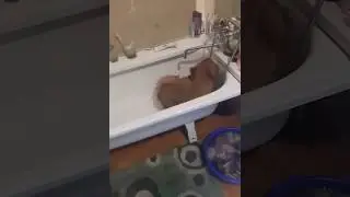 Чау чау