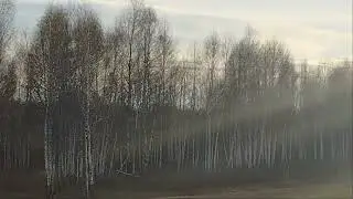 СОБЫ - ШЕРСТЯТ