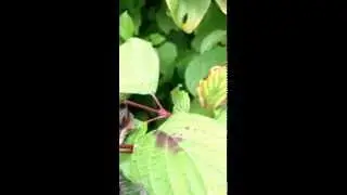 Ants having fun