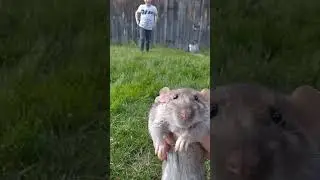 крысиная маскировка