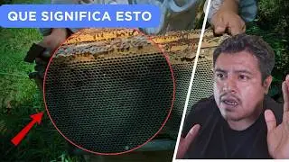 Esto le ha pasado a la Gran Mayoría de Apicultores 🐝