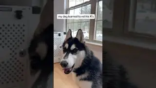 this dog is learning Spanish 