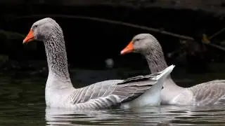 Canon EOS 5D Mark II HD Video. IN THE PARK 2