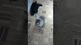 Две кошки и один кот#  Кот - молодец ! #Мойдодыр#