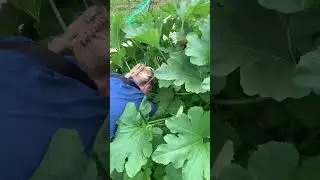 1st Time Gardening and 1st Zucchini Harvest of the season
