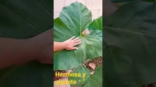oreja de elefante hermosa🌱