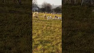 sheep grazing with lambs