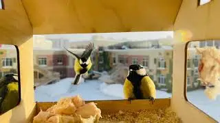 Slowmo-синички и 