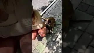 Groping Monkey