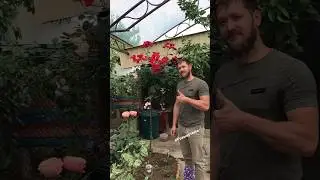 Невероятно!Два сорта розы на штамбе! 