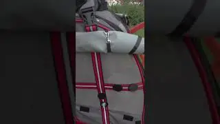 Говорящий попугай Бендер Громов гуляет
