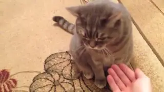 Кот подает лапку.
