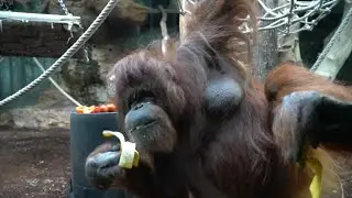 Monkeys in the Parisian jungle
