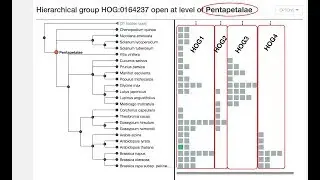 iHam: interactive visualisation of hierarchical orthologous groups