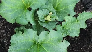 Rhubarb flowering stalk removal #seedtolife #aseedtolife #seedtolife20