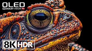Amazing HDR 8K 60FPS Video With Dolby Vision 
