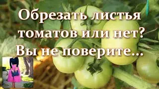 Few people know this. How to trim the leaves of tomatoes in the open field or greenhouse for harvest