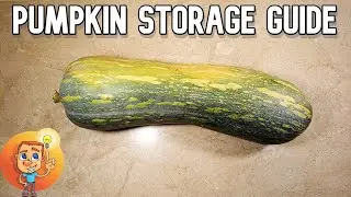 Pumpkin Storage Guide - How to keep pumpkin for a long time - Freezing Pumpkin