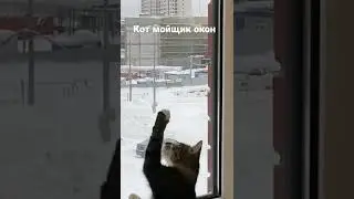 Кот мойщик окон