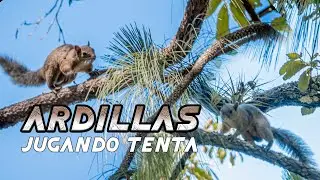 Ardillas jugando