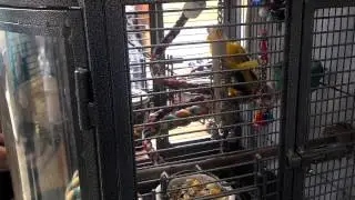 Bald parrot dancing.