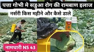 पत्ता गोभी सांडवा रोग रामबाण दवा | Namdhari NS 43 | patta gobhi me sadua rog |shatrujeet Crezy pro ?
