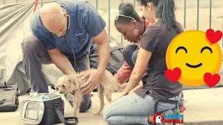 Here is the vet who walks the streets and treats the most needy animals for free