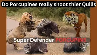 Meet the Porcupine with a Big Defense Mechanism in 4k Ultra HD | Nature's Sweet Tales.