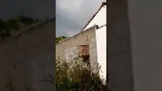 Galo de campina açoitando