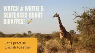 🦒 Watch & Write! 5 Sentences About Giraffes! 📝