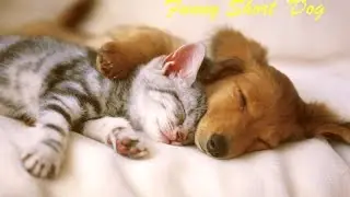 Dachshund became a mother to the kittens. Dog care about kittens