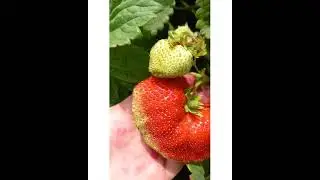 Вима Тарда меня удивила!!!!🤔😀🖐🍓🍓🍓