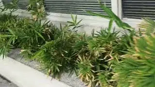 Maliit na bamboo plants,/front yard plants