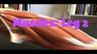 Muscles: Leg 2