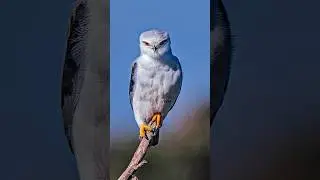 الطائر الذي يشعل النار في الغابات #wildphotography #naturephotography #wildlifephotography #birds