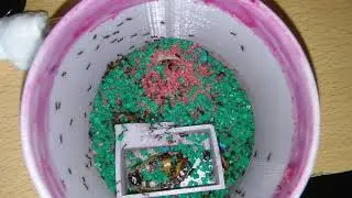 Feeding Pheidole yeensis ants [ARCHIVE]