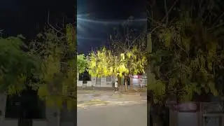 Árvore linda sabe qual é o nome dela ?