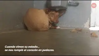 Cuando vimos el estado de esta perrita... se nos rompió el corazón en pedazos