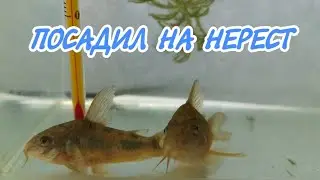 ПОСАДИЛ НА НЕРЕСТ КРАПЧАТЫХ КОРИДОРАСОВ.