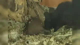 дегусиные заначки