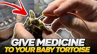 How to Tube Feed and Medicate a Small sick Tortoise