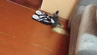 котенок играет