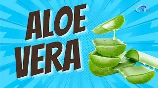All About ALOE VERA