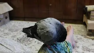 Голубь Пиф в меня влюбился