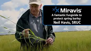 MIRAVIS®: A fantastic fungicide to protect spring barley